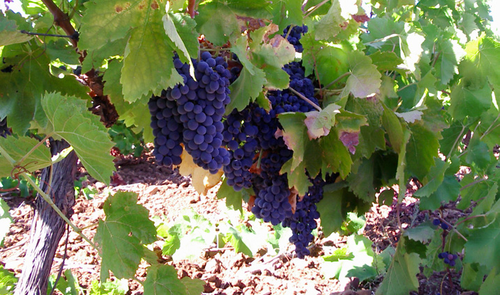 The Nero d'Avola Wine